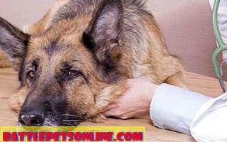 Липома: диагностики и лечение жировиков у собаки