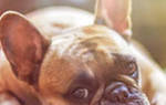 Изжога у собаки: причины, диагностика и лечение