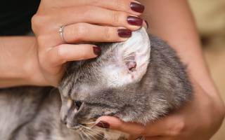Какие болезни уха бывают у кошек?
