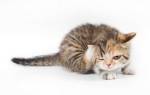 Дерматит у кошек симптомы и лечение фото