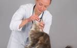 Как давать Доксициклин кошке