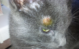 На что указывает опухоль под глазом у кота