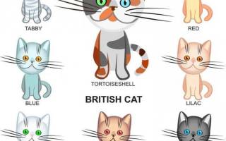 Окрасы британских кошек: фото и описание.