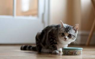 Чем кормить кошку при почечных заболеваниях