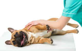 Пупочная грыжа у собак: виды, причины и варианты терапии