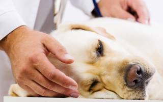 Амилоидоз у собак: причины, диагностика и лечение