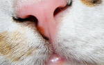 Нос у кошки: общая информация и уход