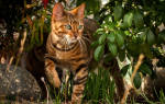 Породы кошек тигрового и леопардового окраса