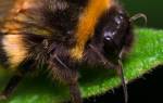Виды пчел: медоносная пчела и ее родственники