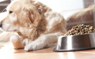 Собака худеет при хорошем аппетите: выясняем причины