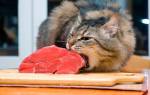 Токсокароз у кошек: симптомы и внешний вид паразита