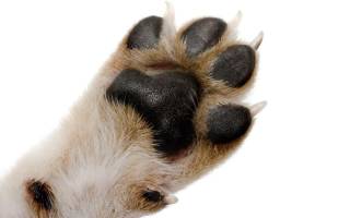 Сколько пальцев у собаки