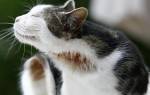 Аллергический дерматит у котов описание видов