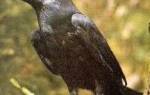 Все о воронах домашние вороны и их содержание