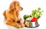Как и чем правильно кормить собаку. Основы здорового питания