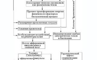 Фелинотерапия: действительность или вымысел