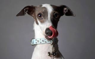 Язык собак: как понять питомца по глазам, жестам, поведению, лаю