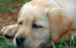 Энтерит у собак: виды, симптомы и лечение