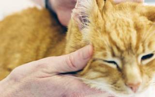 Средний отит у кошек: причины и методы лечения