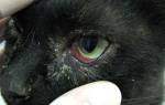 У кота гноятся глаза: чем лечить и промывать?