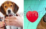 Основные болезни сердца у собак: симптомы и лечение