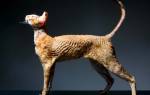 Кошка породы Корниш Рекс (Cornish Rex)