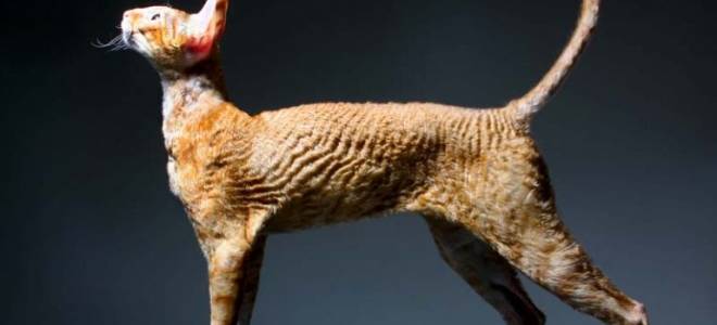 Кошка породы Корниш Рекс (Cornish Rex)