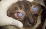 Воспаленный глаз у кошки- что делать