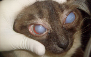 Воспаленный глаз у кошки- что делать