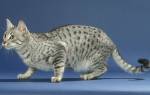Египетская мау кошка из древности