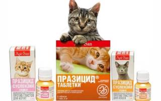 Празицид для кошек: характеристики препарата, применение и дозировка