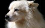 Чем вызваны коричневые выделения у собаки из глаз: причины, лечение, уход