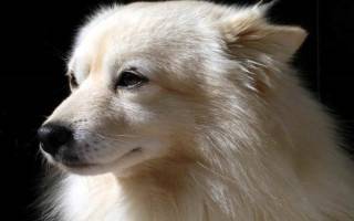 Чем вызваны коричневые выделения у собаки из глаз: причины, лечение, уход