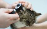 Как лечить у кошки черное в ушах