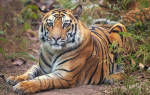 Дикое животное тигр содержание в неволе