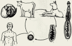Эхинококкоз у собак — информация о паразите и симптомах