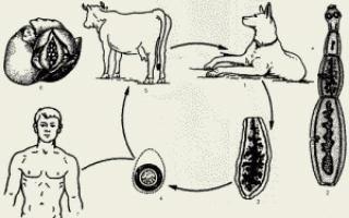 Эхинококкоз у собак — информация о паразите и симптомах