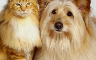 Эймериоз у кошек и собак: лечение и профилактика