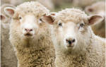 Различаются ли шерсть овцы и шерсть барана