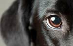 Слепота у собак — причины и проявления