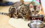 Чем кормить бенгальскую кошку