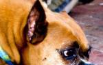 Что нужно знать о радикулите у собак: от причин до нюансов содержания питомца