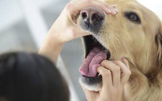 Флюс (периостит) у собаки: симптомы и методы лечения