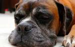 Ревматизм у собак: причины, проявления и лечение