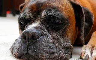 Ревматизм у собак: причины, проявления и лечение
