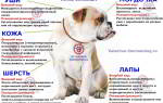 Атопический дерматит у собак: причины, симптомы, лечение