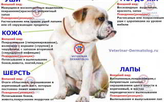 Атопический дерматит у собак: причины, симптомы, лечение