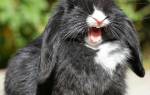 Почему кролик кричит тревожный симптом