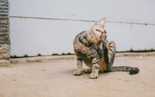 Демодекоз у кошки: лечение, симптомы