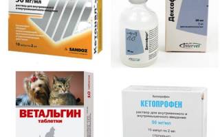 Виды обезболивающих препаратов для кошек